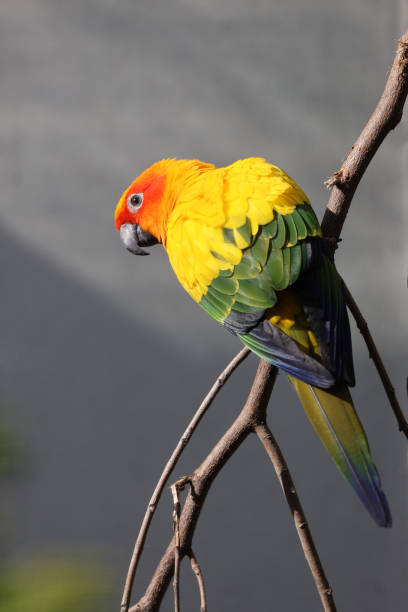 istock view of colorful parrot perching on tree 1221264309