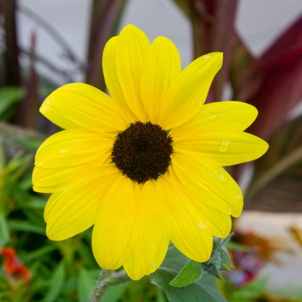 istock Image of African Daisy Flower. 1221264381