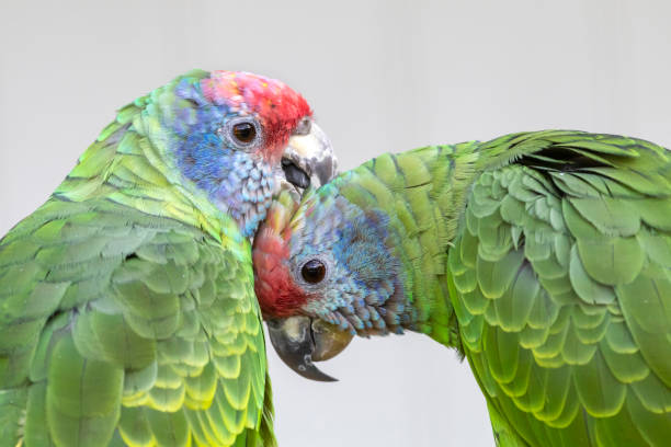istock close up view of two colorful parrots 1221264403