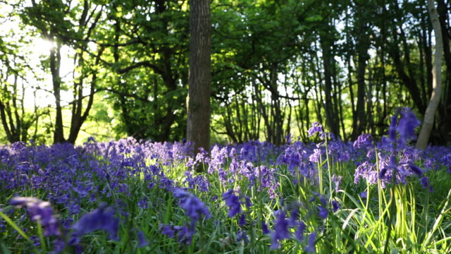 Panning Shot Of Path Through Bluebells In Spring Woodland