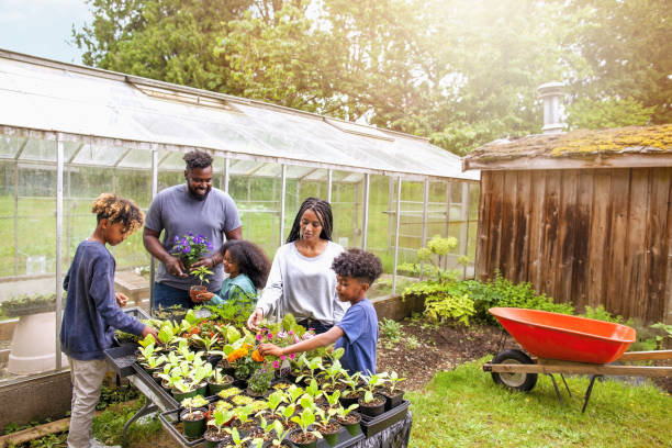 african-american family with three children working together at backyard plant nursery - men african descent giving flower imagens e fotografias de stock