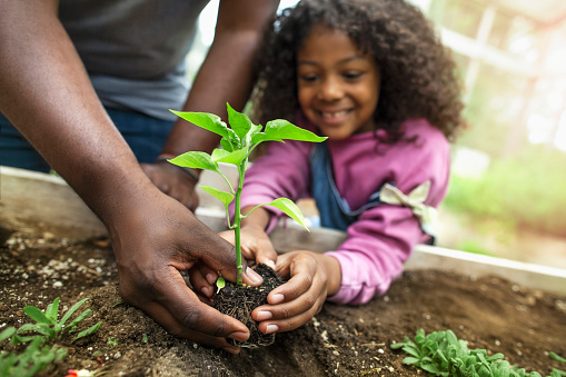 Padre e hija afroamericanos sosteniendo pequeñas plántulas en la vegetación del jardín comunitario photo