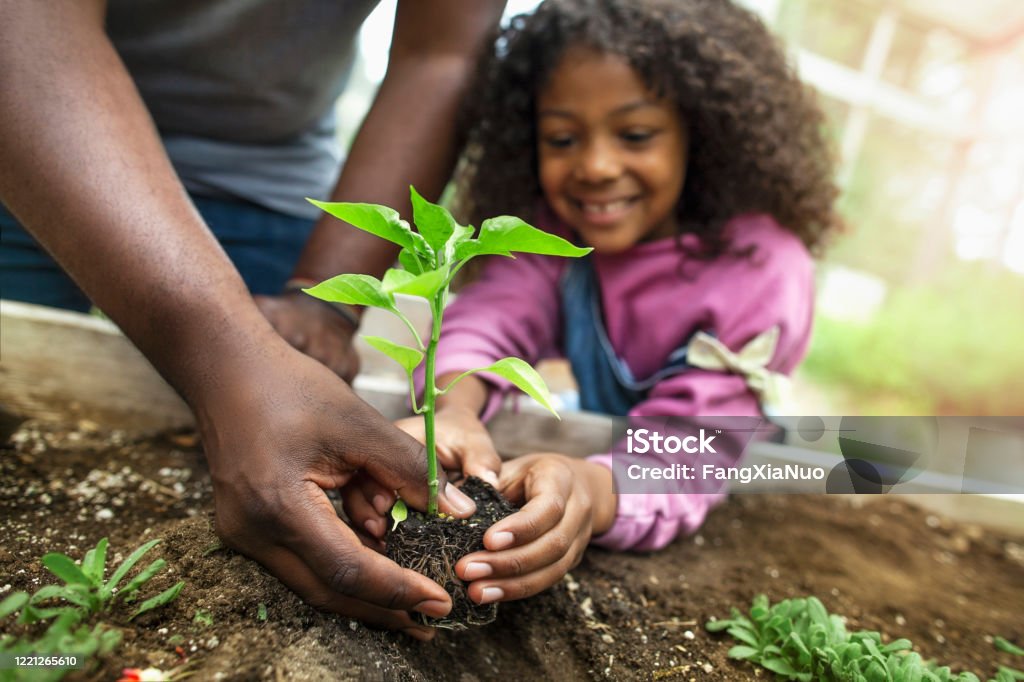 지역 사회 정원 녹지에서 작은 묘목을 들고 아프리카 계 미국인 아버지와 딸 - 로열티 프리 아이 스톡 사진