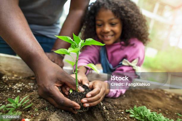 Africanamerican Father And Daughter Holding Small Seedling At Community Garden Greenery Stock Photo - Download Image Now