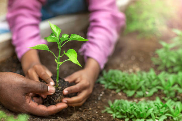 istock Father and daughter hands holding small seedling at community garden greenery 1221266166