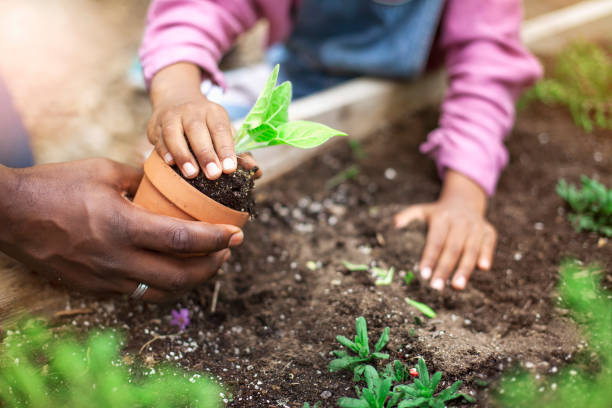 padre e figlia afro-americani piantano piante in vaso nel giardino della comunità - vegetable garden planting environment human hand foto e immagini stock