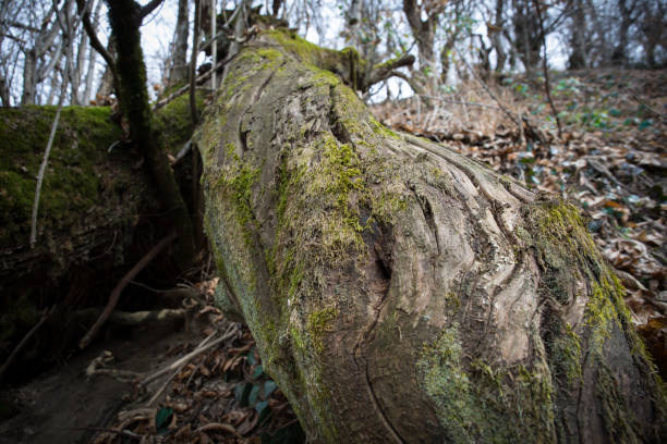 istock tree with moss on roots in a green forest or moss on tree trunk. Tree bark with green moss. Azerbaijan nature. 1221268191