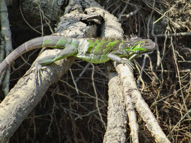 istock Green Iguana in Guanacaste National Park 1221269427