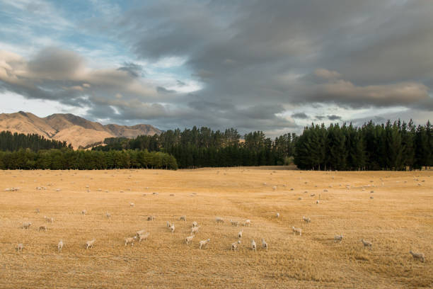 Sheep on pasture, Canterbury, New Zealand
