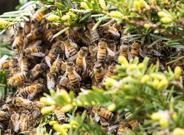 Swarm of Honeybees (Apis mellifera) swarming in bush