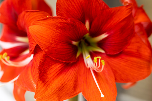 Beautiful red hippeastrum, amaryllis flowers in the garden.A beautiful bouquet of flowers
