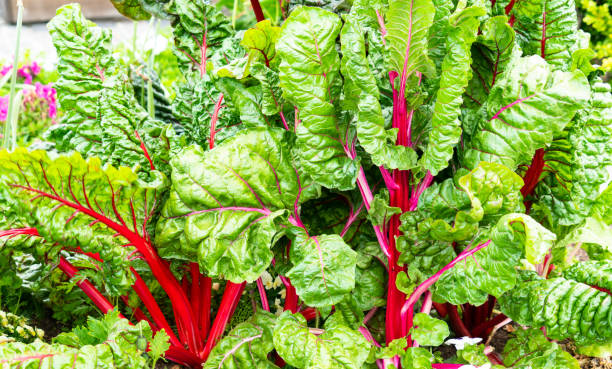 istock Healthy Swiss Chard Plant 1221273832
