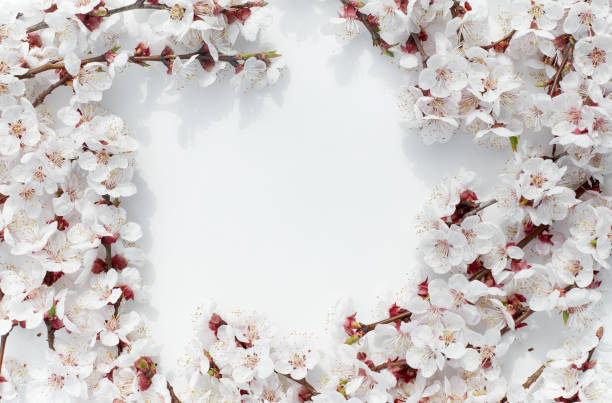 istock Apricot blossoms on a white background 1221275197