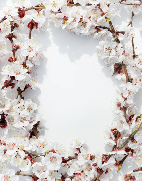 istock Apricot blossoms on a white background 1221275200