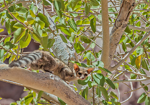 The ringtail (Bassariscus astutus) is a mammal of the raccoon family, native to arid regions of North America. Even though it is not a cat, it is also known as the ringtail cat, ring-tailed cat, miner's cat or bassarisk. In a Ficus tree on Isla Espiritu Santo in the Sea of Cortez.
