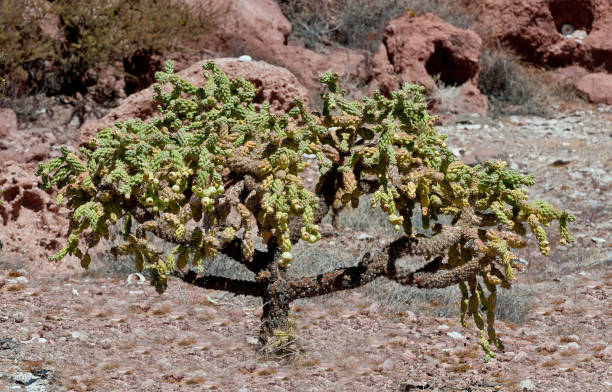Chain link cholla, Opuntia cholla; Cylindropuntia cholla; fruit; Isla Espiritu Santo, Baja California Sur. Endemic