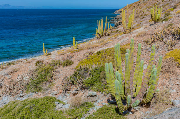 Beach on Isla Espiritu Santo, Sea of Cortez, Mexico