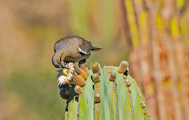 istock The white-winged dove (Zenaida asiatica) is a dove whose native range extends from the south-western United States through Mexico. On a Cardon Cactus with flowers on the island of Isla Catalan. 1221275968