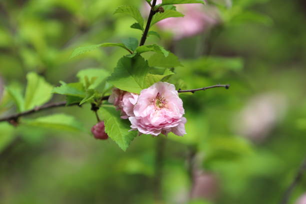 istock Blooming pink flower on the branch 1221276121