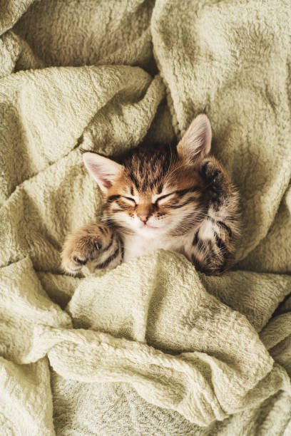 istock Kitten closed in towel warm sleepy small white 1221278749