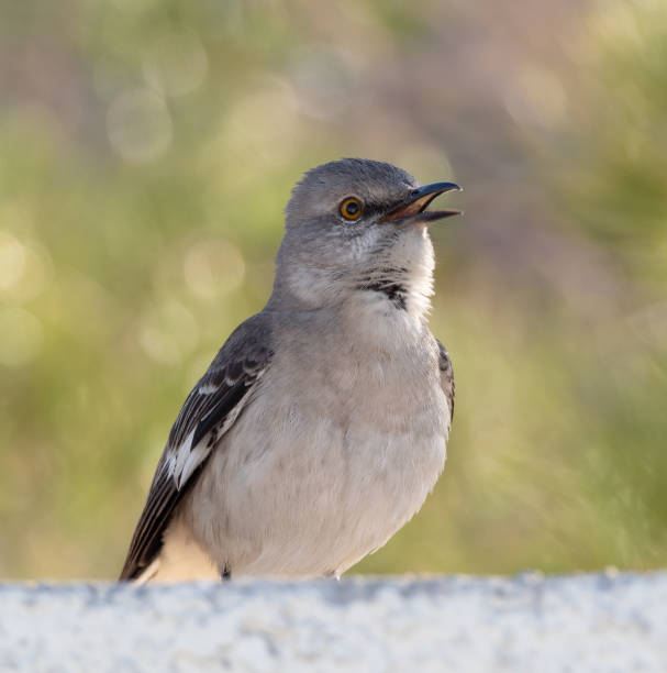 istock Northern Mockingbird Singing for a Mate 1221281196