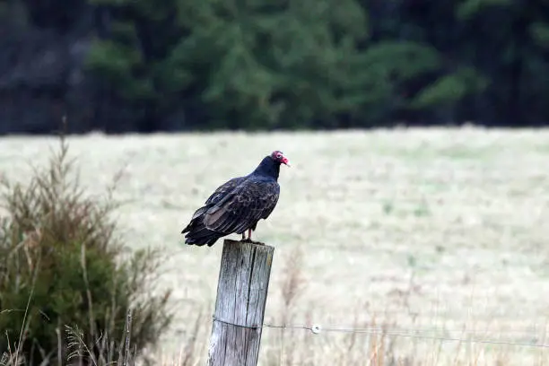 Turkey Vulture rests on fence post in rural setting.