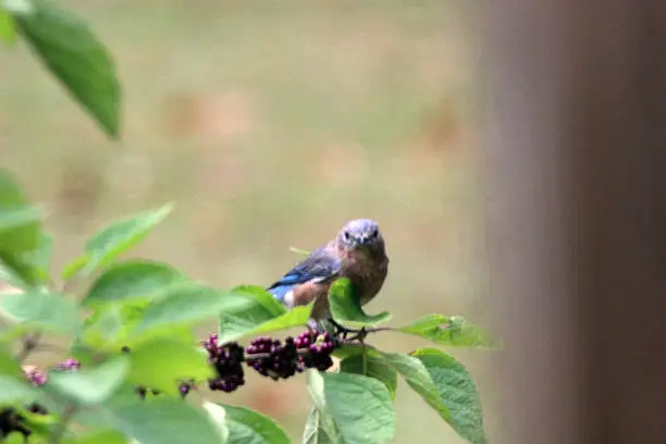 It's always interesting when a bird stares straight at the photographer. Eastern Bluebird in backyard setting.