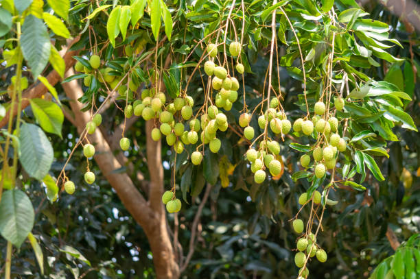 istock Picture of green unripe lychee hanging from a tree 1221283068