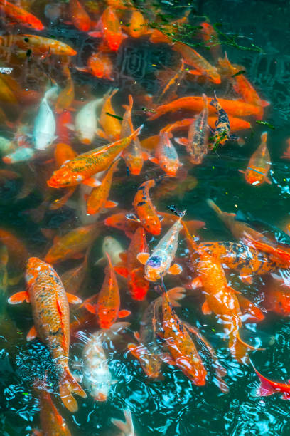 istock Koi or carp fish swimming in pond top view underwater 1221284515