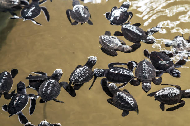 istock Green Sea Turtle Portrait. background ecosystem Sri Lanka. 1221285282