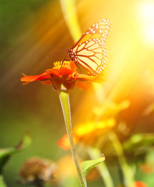 istock Monarch butterfly feeding on Zinnias 1221285471