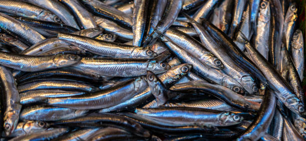 the fresh hamsi anchovy stock photo