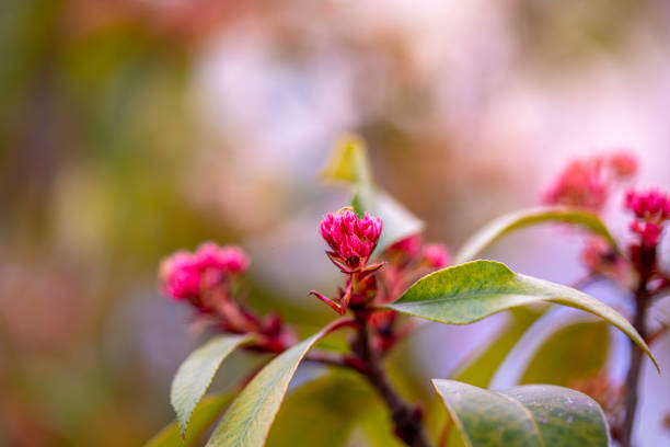 Cherry blossoms