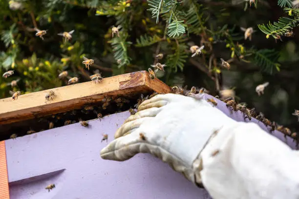 Beekeeper lures colony of honeybees (Apis mellifera) to bee box with lemongrass