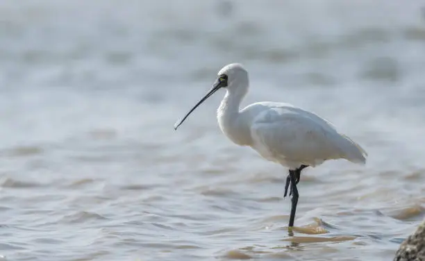 Photo of Black-faced Spoonbill in shenzhen China