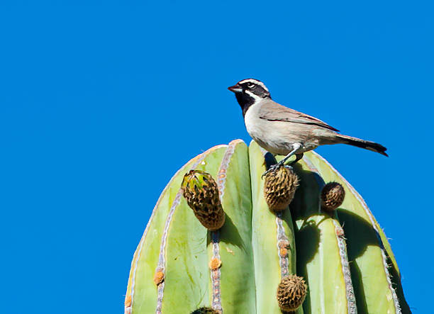 The black-throated sparrow (Amphispiza bilineata) is a small American sparrow primarily found in the southwestern United States and Mexico. It is sometimes referred to as the desert sparrow, due to its preferred habitat of arid desert hillsides and scrub. el gorrión de garganta negra (amphispiza bilineata) es un pequeño gorrión americano que se encuentra principalmente en el suroeste de los estados unidos y méxico. a veces se le conoce como el gorrión del desierto, debido a su hábitat preferido de lad