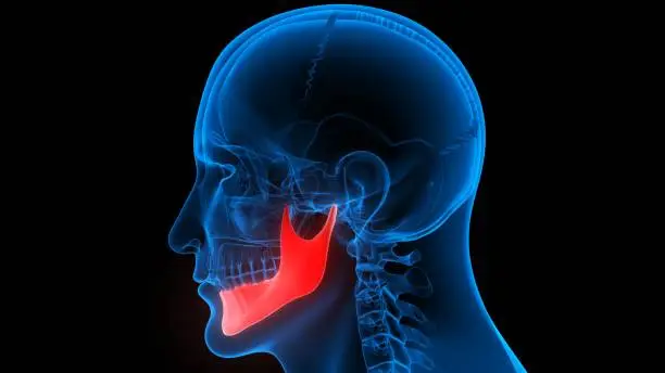 3D Illustration Concept of Human Skeleton System Skull Bone Parts Mandible Bone Anatomy