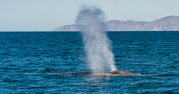 The large blow of a blue whale, Balaenoptera musculus. A marine mammal belonging to the suborder of baleen whales called Mysticeti. Baja California Sur, Sea of Cortez. The largest animal to have ever existed.