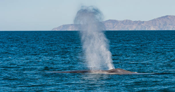 The large blow of a blue whale, Balaenoptera musculus. A marine mammal belonging to the suborder of baleen whales called Mysticeti. Baja California Sur, Sea of Cortez. The largest animal to have ever existed. The large blow of a blue whale, Balaenoptera musculus. A marine mammal belonging to the suborder of baleen whales called Mysticeti. Baja California Sur, Sea of Cortez. The largest animal to have ever existed. baleen whale stock pictures, royalty-free photos & images