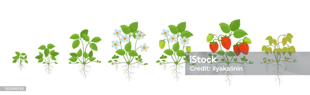 Strawberry Plant Growth Stages Harvest Animation Progression Fragaria  Development Life Cycle Root System Berry Ripening Period Vector Infographic  Stock Illustration - Download Image Now - iStock