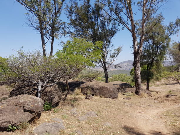 istock View in the sentinel forest, with several stones and trees 1221292797