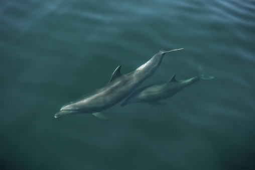 Common Bottlenose Dolphin; Tursiops truncatus; Baja California Sur, Sea of Cortez