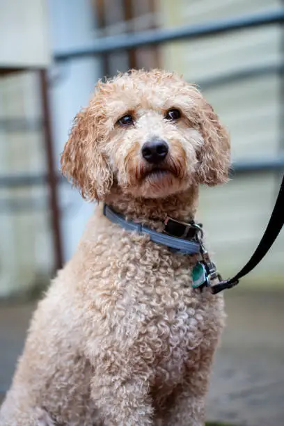 Photo of Closeup Labradoodle dog sitting outdoors on a rainy day