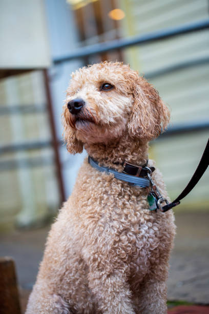 istock Closeup Labradoodle dog sitting outdoors on a rainy day 1221297488