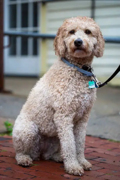 Photo of Closeup Labradoodle dog sitting outdoors on a rainy day