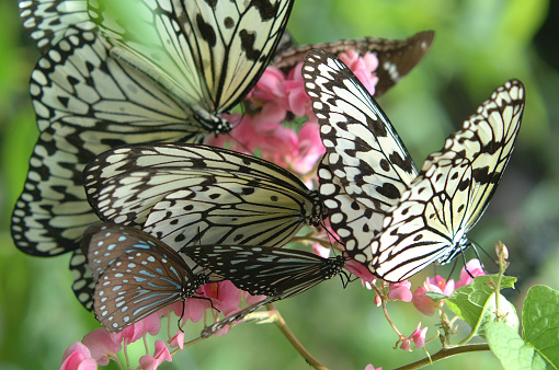 Group of Paper Kite light yellow and black butterflies in butterfly garden flitting on pink flowers in the garden area in Malaysia