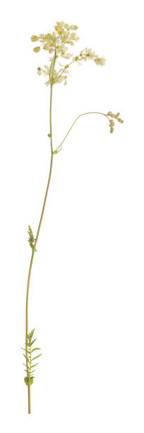 istock Dropwort, Filipendula vulgaris isolated on white background 1221297813