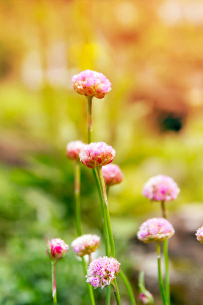 Pink flowers Armeria ruscinon (Armeria ruscinonensis) closeup