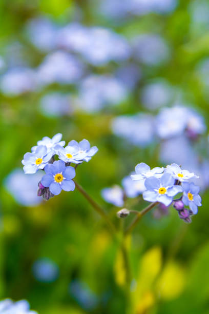 istock Blue forget-me-not flowers closeup 1221298597