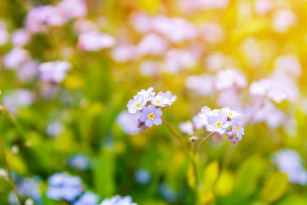 Blue forget-me-not flowers closeup